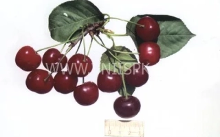 Гриот мелитопольский