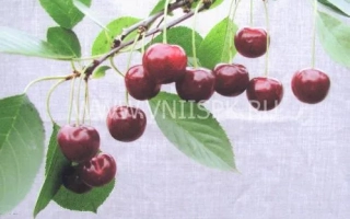 Харитоновская