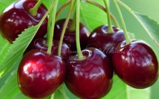Свежие тёмно-красные вишни на ветке с зелёными листьями - Камелия