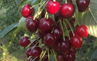 Китаевская черная