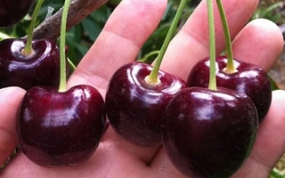 Крупноплодная