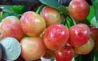 Легенда Млиива