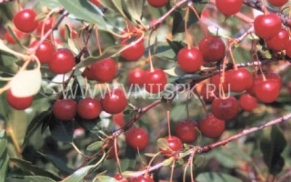 Максимовская