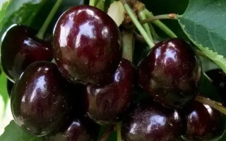 Мелитопольская черн.