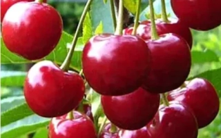 Мелитопольская десертная