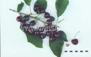 Ветка вишни с ягодами на белом фоне - Олечка