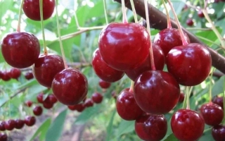 Памяти Вавилова