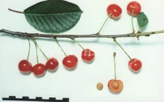 Превосходная Веньяминова