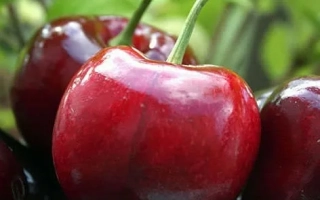 Свежая вишня на ветке - Простир