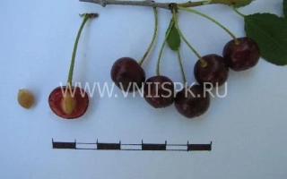 Ранняя степная