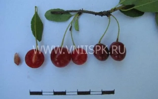 Саламатовская