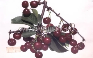 Шалунья (орбита) / Шалунья