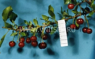 Селиверстовская