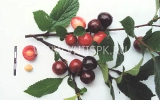 Смуглянка восточная