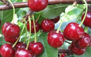 Солидарность