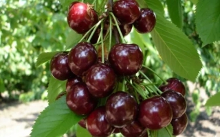 Студеникивская