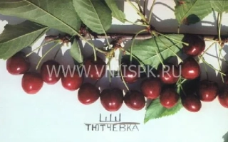 Ветка вишни с ягодами и надписью Тютчевка