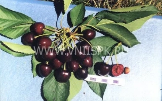 Черешня Южная на ветке с листьями