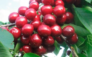 Валерий Чкалов