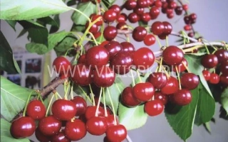 Волшебница