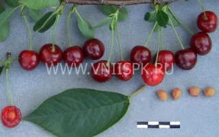 Свежие вишни на ветке с листьями и косточками на сером фоне - Волочаевка