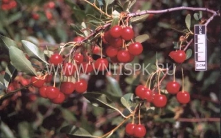 Змеиногорская