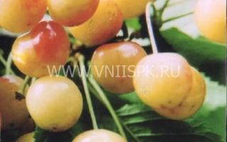 Золотухинская