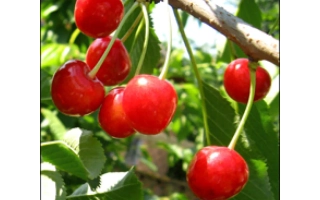 Зоряна (Возвращение)