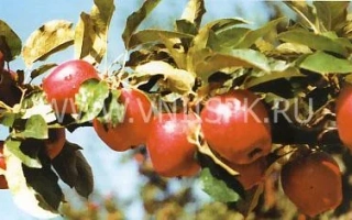 Адыгейское