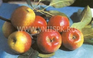 Алёнушкино