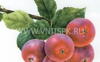 Алтайский голубок