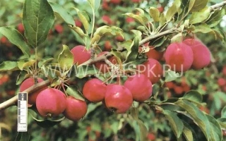 Алтайское багряное