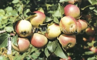 Алтайское зимнее