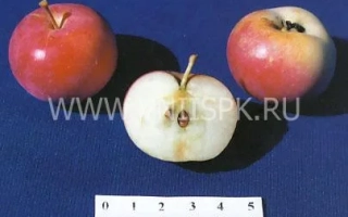 Амурское урожайное