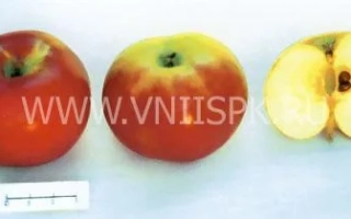 Анис алый (Анис бархатный, Анис сафьянный, Анис красный)