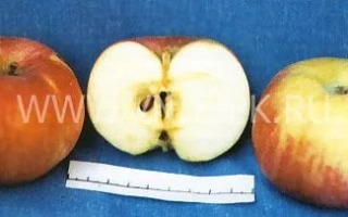 Анис розово-полосатый