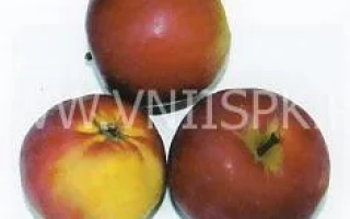 Анис свердловский