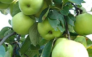 Антоновка обыкновенная