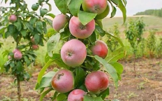 Яблоки сорта Августина на ветвях яблони в саду