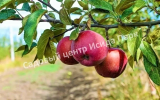 Аврора Крымская