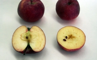 Багрянец Кубани