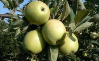 Балаклавское