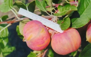 Барнаульское Раннее