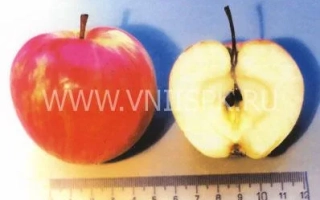 Башкирский красавец