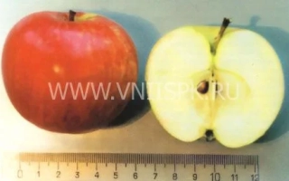 Башкирское зимнее