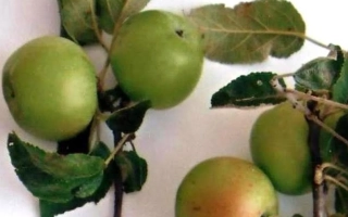 Батталовское