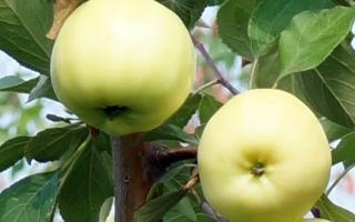 Зеленые яблоки на ветке яблони - БЕЛОЕ ЛЕТНЕЕ