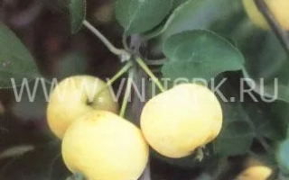 Бердское сладкое