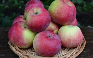 Брянское Алое