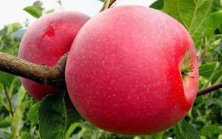 Чемпион Рено